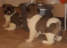 adsf Beautiful Akita Puppies