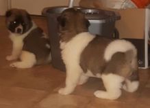 adsf Beautiful Akita Puppies