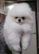 Affectionate and Affordable Pomeranian Puppies