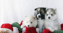 Affectionate Pomsky puppies available for new home