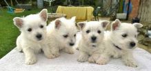 Excellent West Highland Terrier Puppies