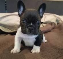 French Bulldog Puppies both Girls and boys available.