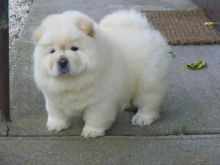 Healthy Chow Chow Puppies