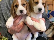 Here we have Beagle puppies for sale