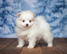 LOVELY AND ADORABLE TEACUP POMERANIAN PUPPIES FOR FREE ADOPTION.