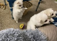 Male and Female teacup Pomeranian pups for home adoption.