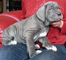 Neapolitan Mastiff puppies