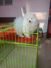 Nice Charming Pomeranian Puppies for Caring Home