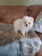 Parti Pomeranian Pups