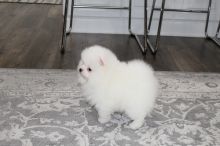 well socialized Pomeranian puppies