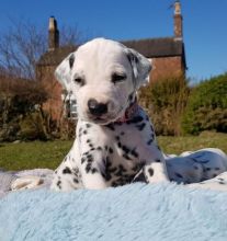 zsf Registered Dalmatian Puppies