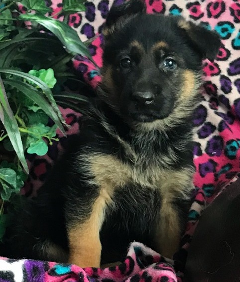 asd xsfgd loving German Shepherd Image eClassifieds4u