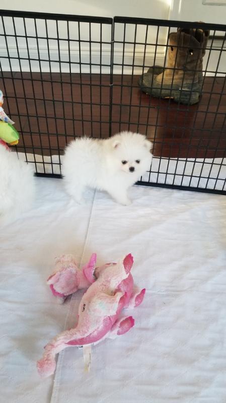 cute and adorable teacup pomeranian puppies for adoption Image eClassifieds4u