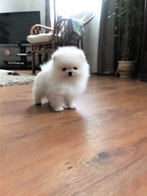 cute and adorable teacup pomeranian puppies for adoption Image eClassifieds4u