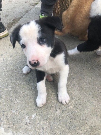 exactly how a dog Border Collie Puppies Image eClassifieds4u