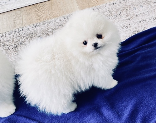 Good looking Pomeranian puppies ready for new home. Image eClassifieds4u