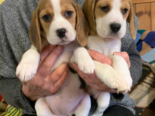 Here we have Beagle puppies for sale Image eClassifieds4u