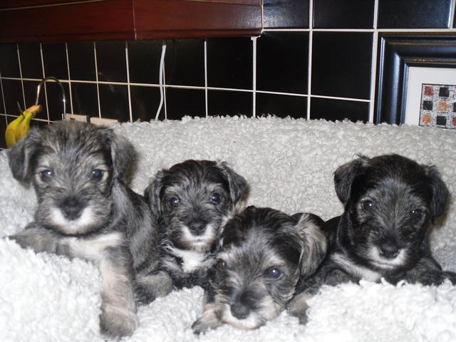 Lovely home reared miniature schnauzer Image eClassifieds4u