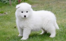 Magnificent and Sweet Samoyed Puppies Ready Image eClassifieds4U