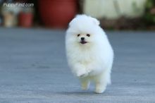 2 Pomeranian puppies available.. Image eClassifieds4U