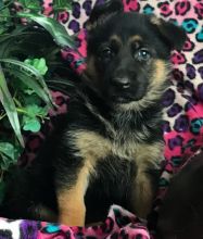 asd xsfgd loving German Shepherd Image eClassifieds4U