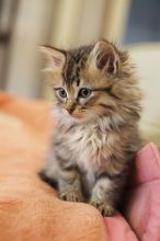 Beautiful Maine Coon Kittens Image eClassifieds4U