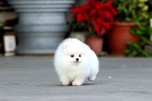 Cute and Lovely male and female teacup Pomeranian puppies available. Image eClassifieds4U