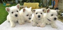 Excellent West Highland Terrier Puppies Image eClassifieds4U