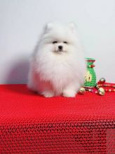 Two Healthy Pomeranian puppies for adoption. Image eClassifieds4U