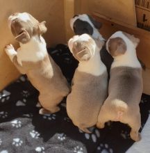We have boston puppies available. Image eClassifieds4U