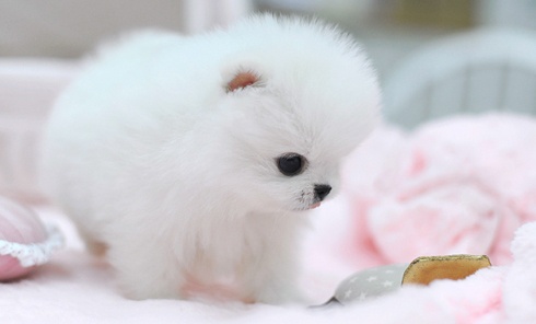 Pedigree Pomeranian Puppies Image eClassifieds4u