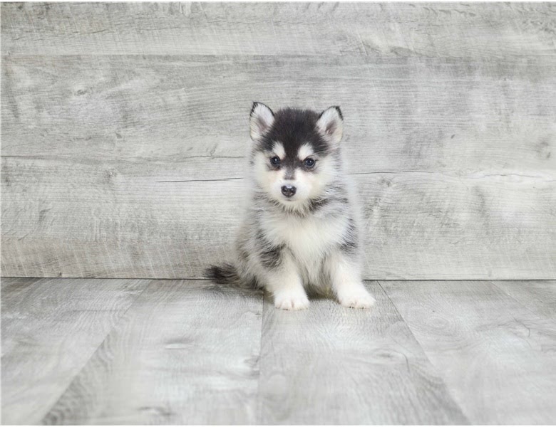 We got two Pomsky puppies. Image eClassifieds4u