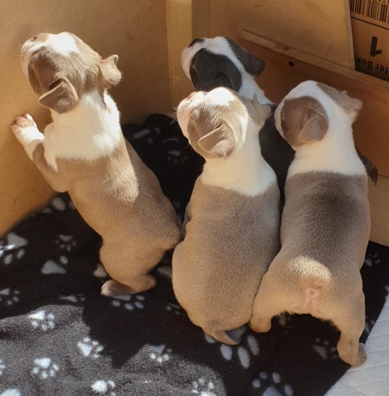 We have boston puppies available. Image eClassifieds4u