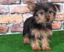 adorable Yorkshire terrier pups