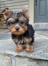 Affectionated Teacup Yorkie Puppies For New Homes