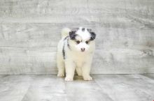 Cute and Super Lovely Pomsky Puppies