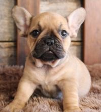 Cute French bulldog puppies are ready for rehoming