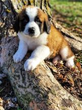 St. Bernard puppies available