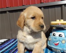 stunning golden retriever puppies ready