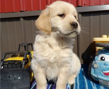 stunning golden retriever puppies ready