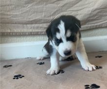 Two Siberian Husky puppies