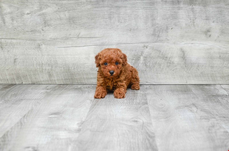 FANTASTIC TOY POODLE PUPPIES AVAILABLE FOR NEW HOMES Image eClassifieds4u