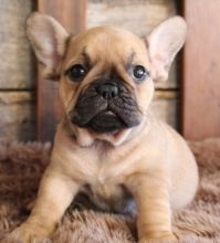 Cute French bulldog puppies are ready for rehoming Image eClassifieds4U
