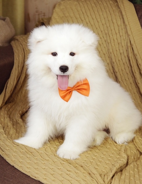 Handsome Samoyed Male Puppy For Sale Text us at ‪(908) 516-8653‬ Image eClassifieds4u