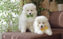 Beautiful Boy Samoyed Puppy For Sale Text us at (908) 516-8653‬)