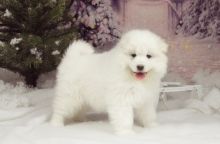 Beautiful Girl Samoyed Puppy For Sale Text us at (908) 516-8653‬)