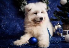 Pedigree Female Samoyed Puppy For Sale Text us at ‪(908) 516-8653‬