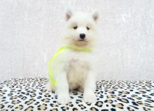 Sweet Samoyed Puppies For Sale Text us at (908) 516-8653‬