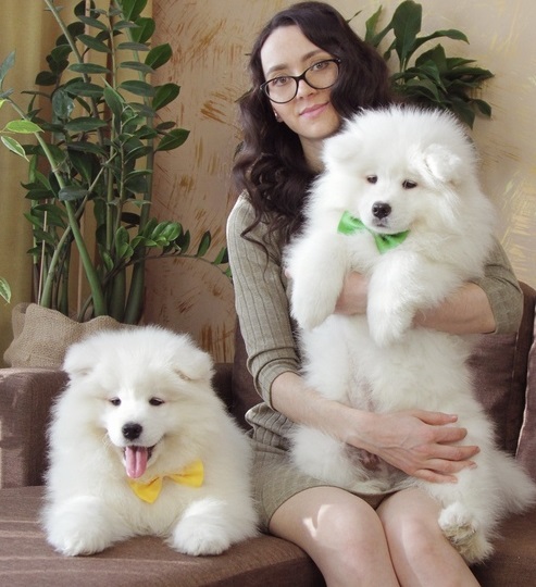 Beautiful Boy Samoyed Puppy For Sale Text us at (908) 516-8653‬) Image eClassifieds4u