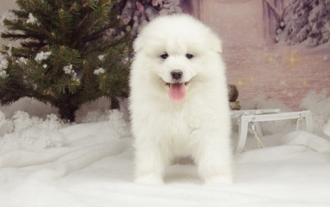 Beautiful Girl Samoyed Puppy For Sale Text us at (908) 516-8653‬) Image eClassifieds4u